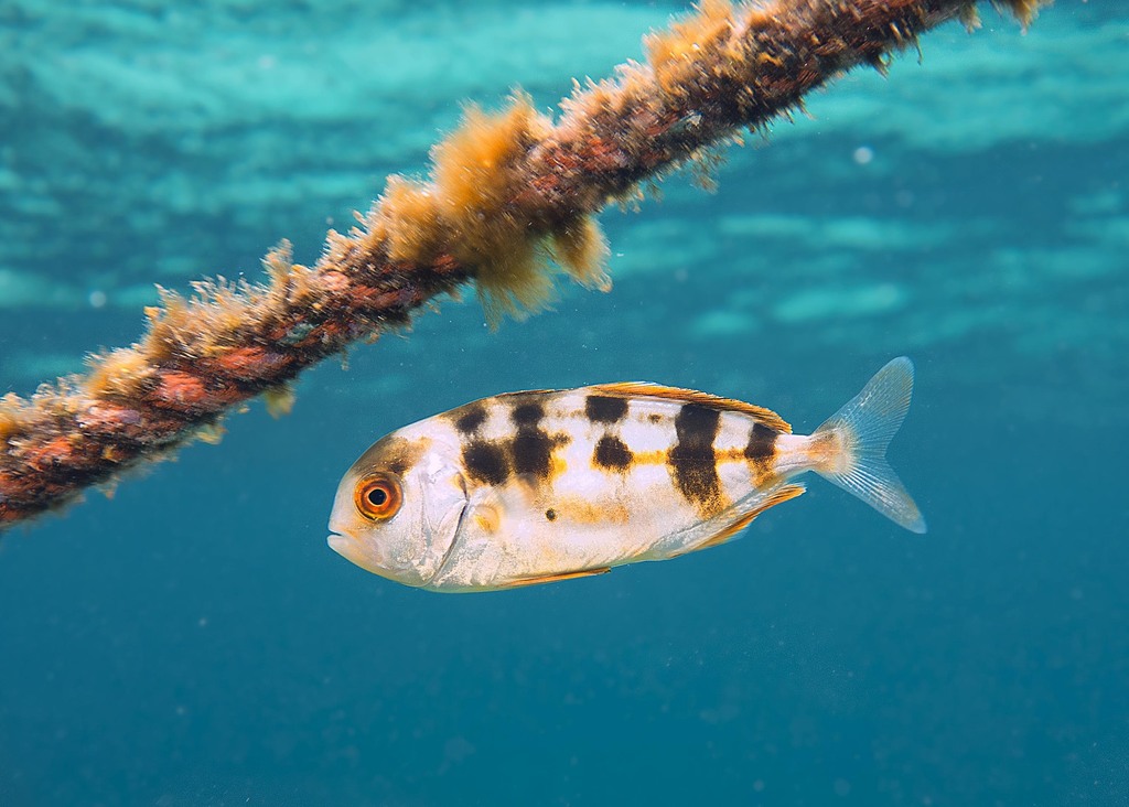 Abrolhos kingfish (Seriola hippos) — Carangidae