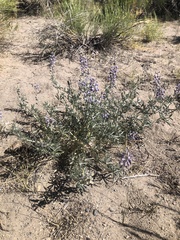 Lupinus meionanthus