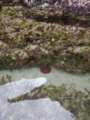 Actinia
