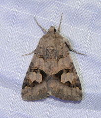 Drasteria adumbrata
