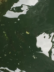 Cymatogaster aggregata