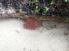 Actinia fragacea
