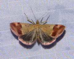 Pyrausta semirubralis