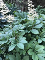 Rodgersia