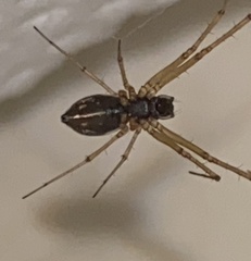 Microlinyphia mandibulata