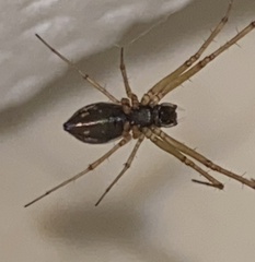 Microlinyphia mandibulata