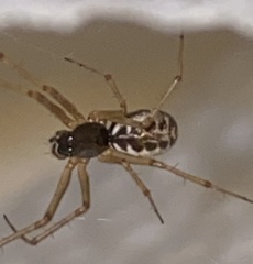 Microlinyphia mandibulata