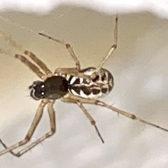 Microlinyphia mandibulata