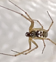 Microlinyphia mandibulata