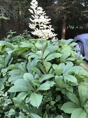 Rodgersia