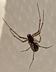 Microlinyphia mandibulata