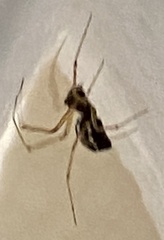 Microlinyphia mandibulata