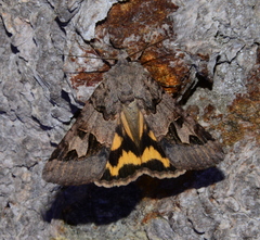 Drasteria adumbrata