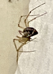 Microlinyphia mandibulata