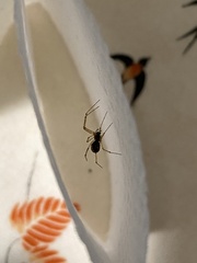 Microlinyphia mandibulata