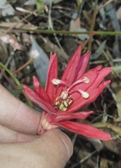 Passiflora speciosa