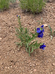 Penstemon glaber
