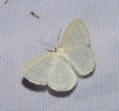 Protitame subalbaria