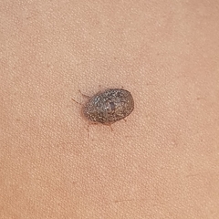 Discocephalinae