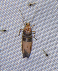 Dasypyga alternosquamella