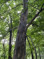 Pteroceltis tatarinowii
