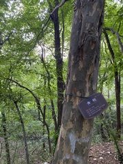 Pteroceltis tatarinowii