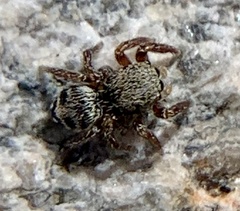 Habronattus borealis