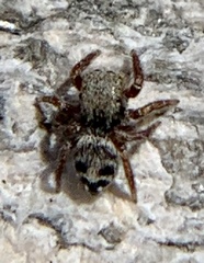 Habronattus borealis