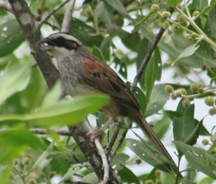 Peucaea ruficauda lawrencii