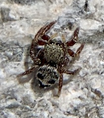 Habronattus borealis