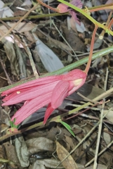 Passiflora speciosa