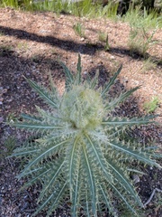 Cirsium scopulorum
