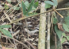 Passiflora speciosa