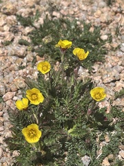 Ranunculus adoneus