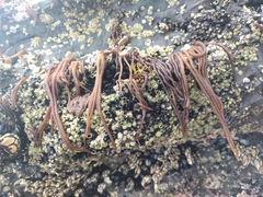 Nemalion elminthoides