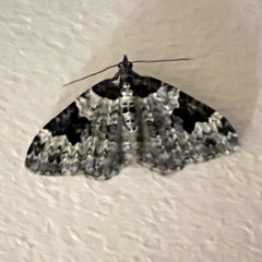 Xanthorhoe fluctuata