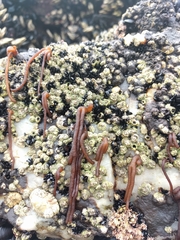 Nemalion elminthoides