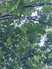 Celtis koraiensis