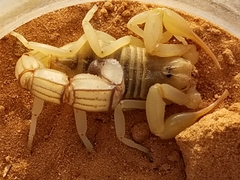 Androctonus australis