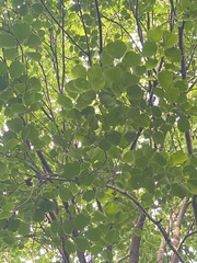 Celtis koraiensis