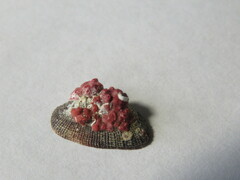 Homotrema rubrum