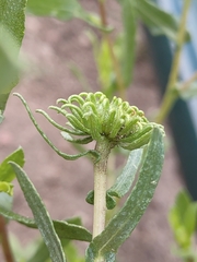 Grindelia subalpina