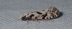 Nemapogon nevadella