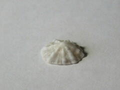 Hemitoma octoradiata