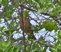 Morococcyx erythropygus