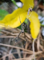 Trichonephila clavipes