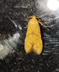 Blastobasis decolorella