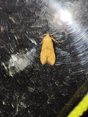 Blastobasis decolorella