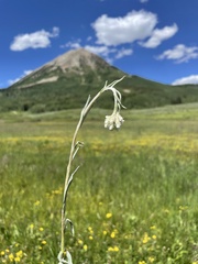 Antennaria anaphaloides