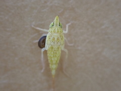 Dryinidae